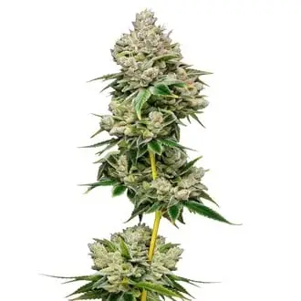White Truffle Limited Edition cannabis seeds by Growers Choice
