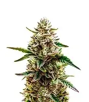 White Truffle Strain cannabis seeds