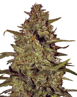 White Truffle cannabis seeds