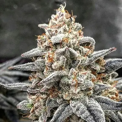 White Wedding RBX cannabis seeds