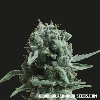 White Widow 47 cannabis seeds