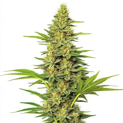 White Widow Fast Version cannabis seeds