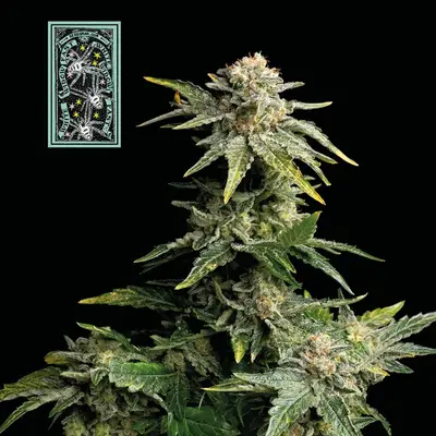 White Widow Fast cannabis seeds