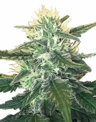 White Widow Max cannabis seeds