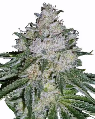 White Widow Skunk cannabis seeds