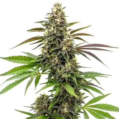 White Widow x AK 47 cannabis seeds