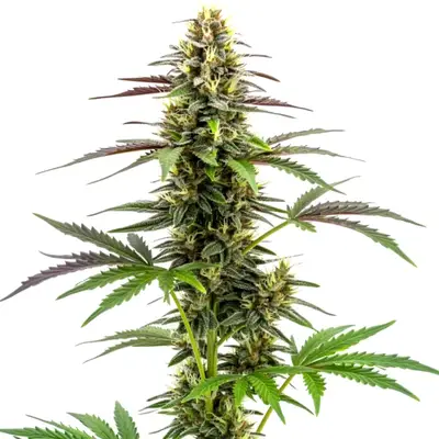 White Widow x Ak47 Fast Version cannabis seeds