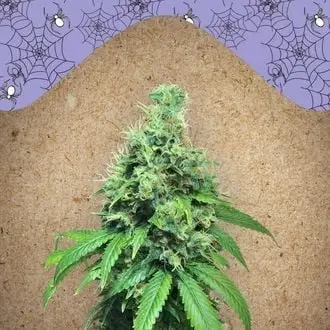 White Widow x Big Bud cannabis seeds