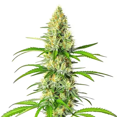 White Widow x Northern Lights cannabis seeds