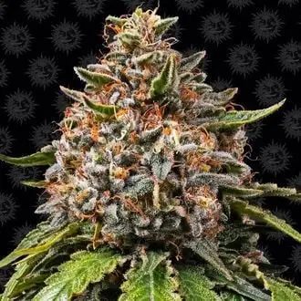 White Widow XXL cannabis seeds by Barney's Farm
