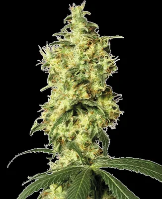 White Widow cannabis seeds