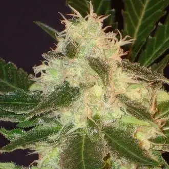 Widow cannabis seeds by CBD Seeds