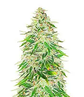 WiFi Kush cannabis seeds