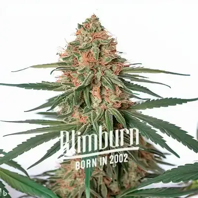 Wifi x Do-Si-Dos cannabis seeds