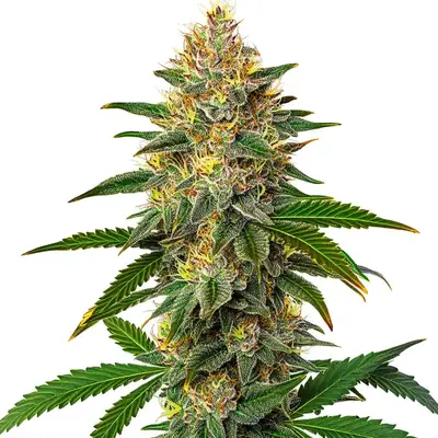 Willie Nelson cannabis seeds by Blimburn Seeds