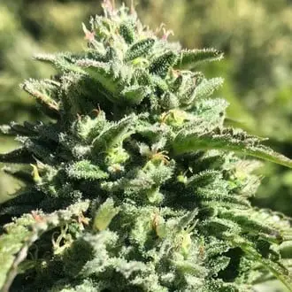 Witchy Wonder cannabis seeds