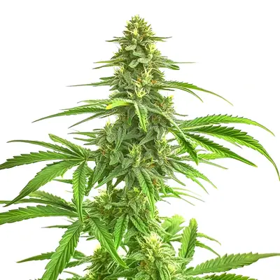 Wombat cannabis seeds by Blimburn Seeds