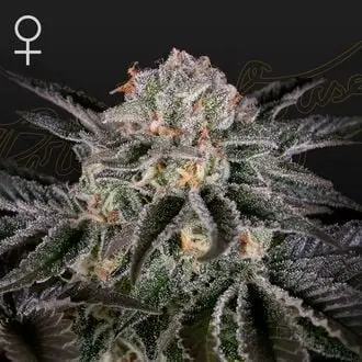 Wonder Pie cannabis seeds