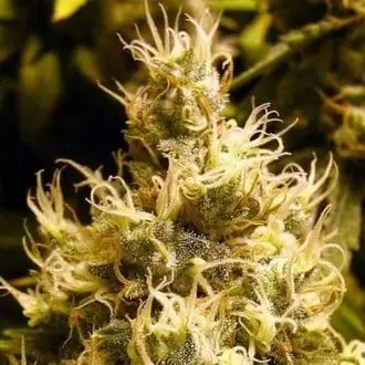 Wonder Woman cannabis seeds
