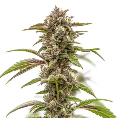 Wonka's Revenge cannabis seeds