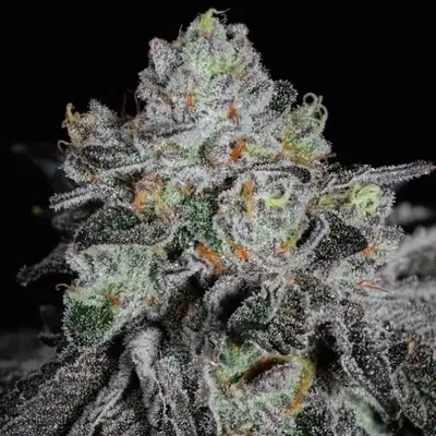 Wrank R2 cannabis seeds