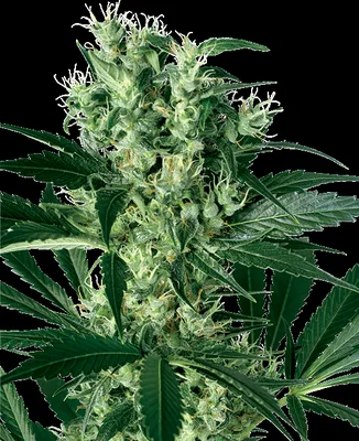 X Haze cannabis seeds