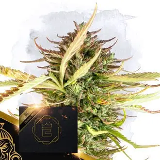 X cannabis seeds by Zamnesia Seeds