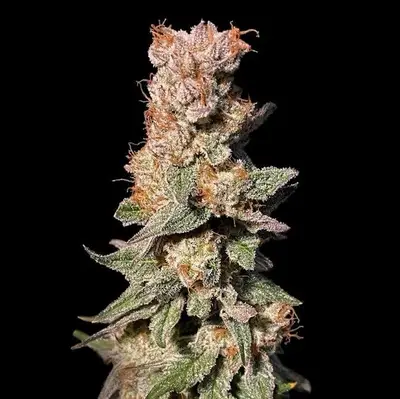 Xhale cannabis seeds