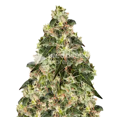 XJ-13 cannabis seeds