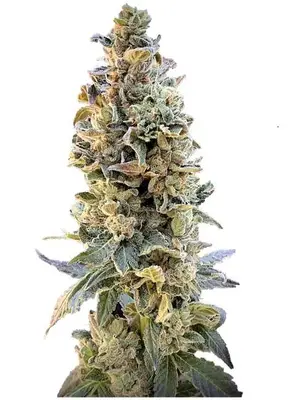 XTC OG cannabis seeds