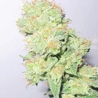 Y Griega CBD cannabis seeds by Medical Seeds