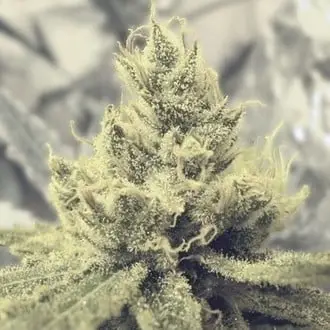 Y Griega cannabis seeds