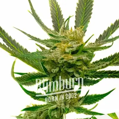 Yumboldt cannabis seeds by Blimburn Seeds