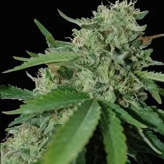 Yumbolt 47 cannabis seeds by World of Seeds