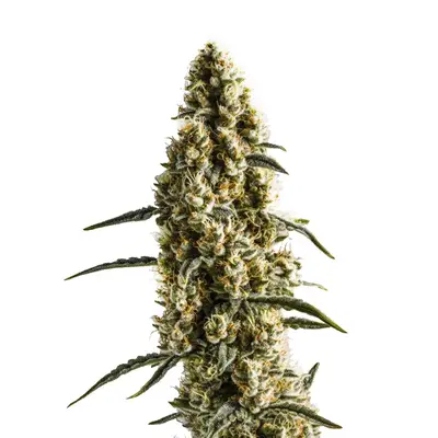 Yumbolt Banana cannabis seeds by Blimburn Seeds