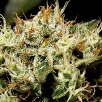 Yumbolt cannabis seeds