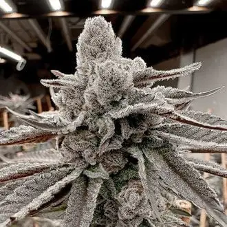 Yummy Yummy cannabis seeds by Solfire Gardens