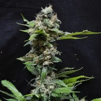 Yummy cannabis seeds by Resin Seeds