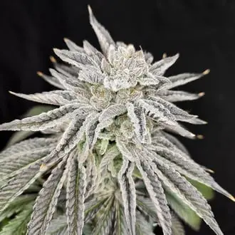 Yuzu Grape Kush cannabis seeds