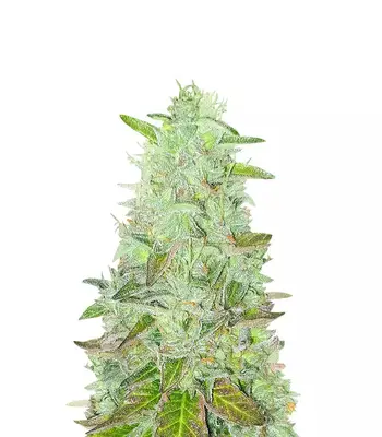 Z Fast Version cannabis seeds