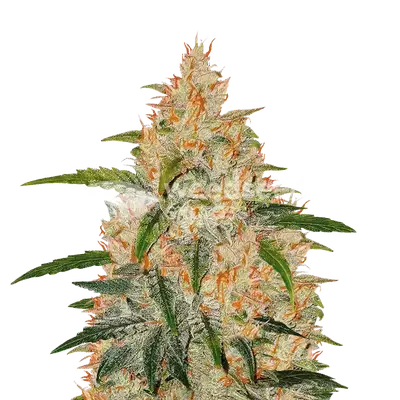 Z OG cannabis seeds
