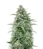 Z-Up cannabis seeds