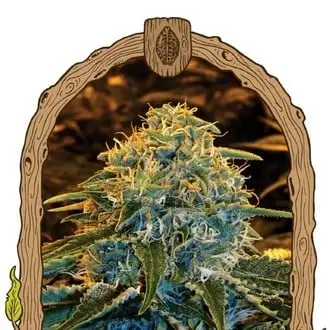 Z & Z cannabis seeds