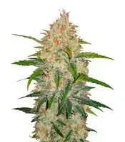 Z cannabis seeds