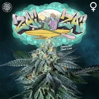 Zaï Zaï cannabis seeds by Perfect Tree