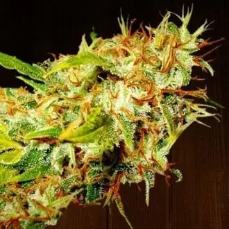 Zamaldelica cannabis seeds