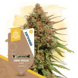 Zammi Special cannabis seeds by Zamnesia Seeds