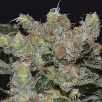 Zen cannabis seeds by CBD Seeds