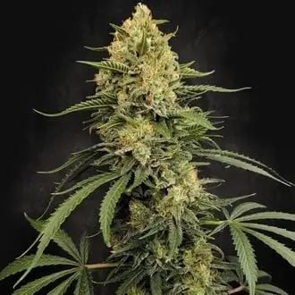 Zesty Bliss cannabis seeds