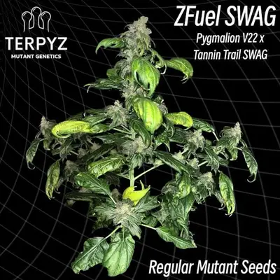 Zfuel Swag cannabis seeds